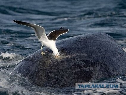 На Камчатке на берег выбросило 19-ти метрового кита