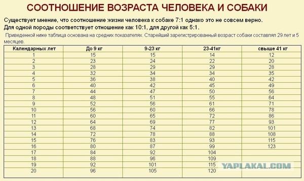 Старый друг