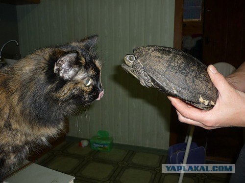 Черепашка и мячик