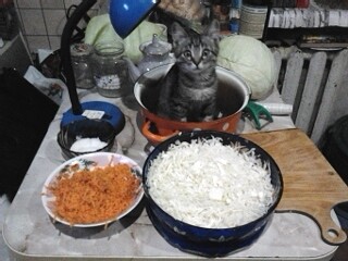 Коты-ниндзя, которые в совершенстве освоили древнее боевое искусство ниндзюцу