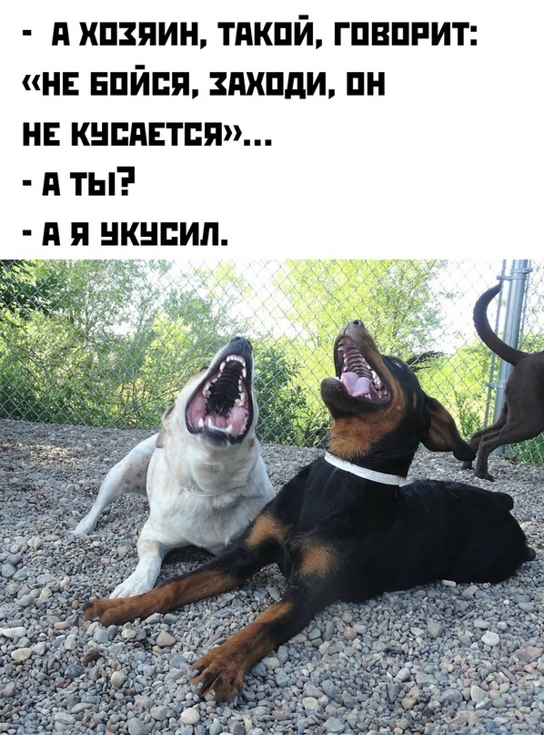 Почему собак всегда надо выгуливать на поводке