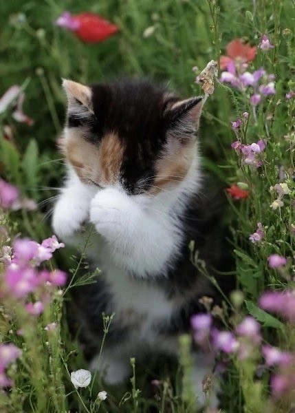 Не только котовторник, а еще и Всемирный день кошек!