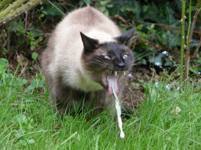 Путин предложил возродить традицию рожать россиянам по 7-8 детей