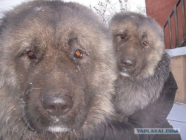 С таким песиком ей не страшно гулять ночью одной