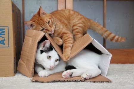 Котокоробковое