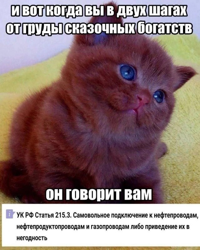 К котовторнику: подборка картинок-баянов с котиками и про котиков. Выпуск 40.