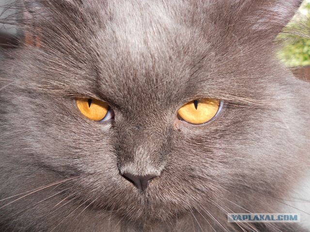 Миролюбивые кошаки Рэгдолл