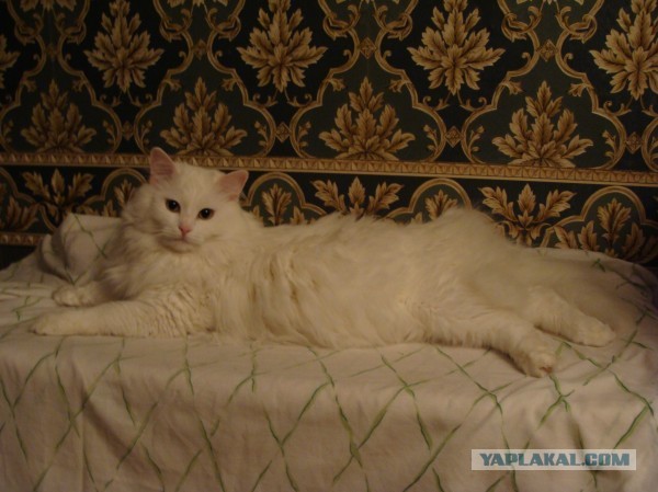 Котовторник   27.08.2013