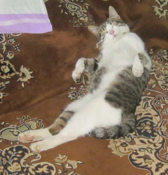 Котовторник 17.06.2014