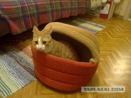 Котовторник 01.07.2014