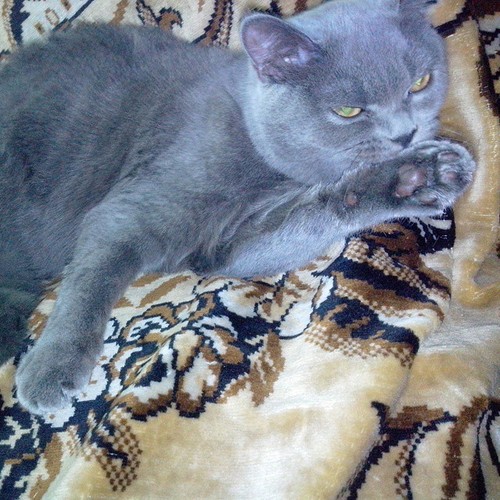 Котовторник 30.09.2014