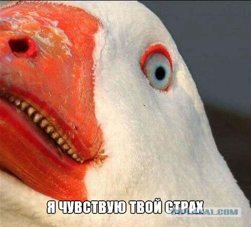 Свежие картинки из сети