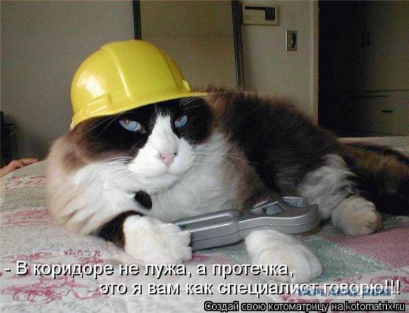 Антикот