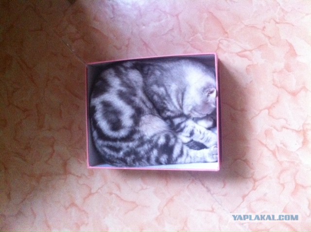 Котовторник 23.12.2014