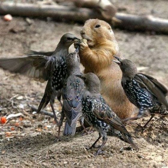 Наглые пернатые морды