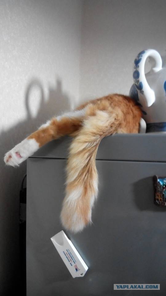 Котовторник 17.11.2015