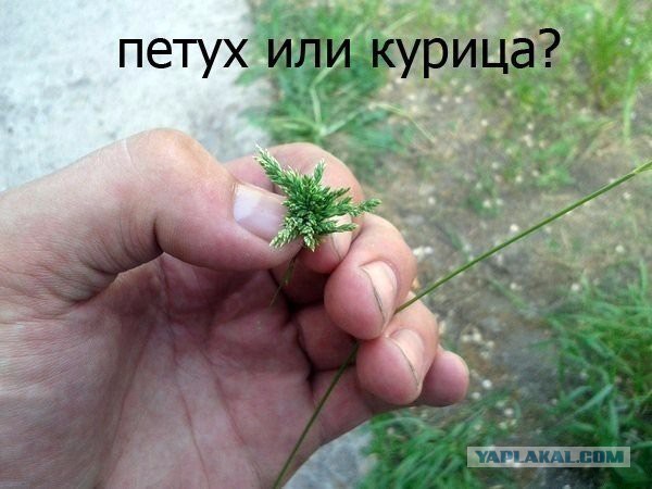 Я буду гордиться страной в которой родился