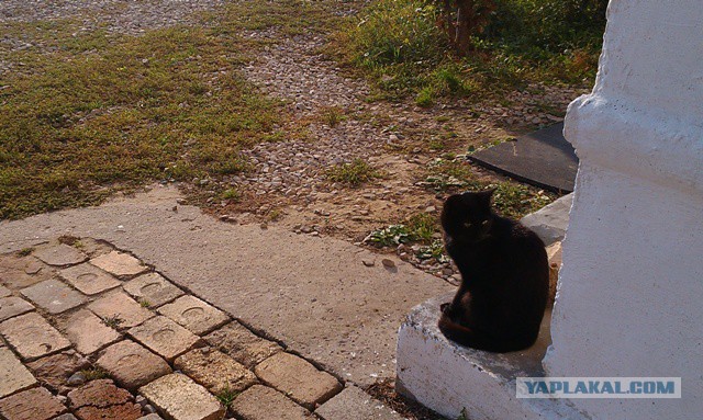 Котовторник 22.03.2016