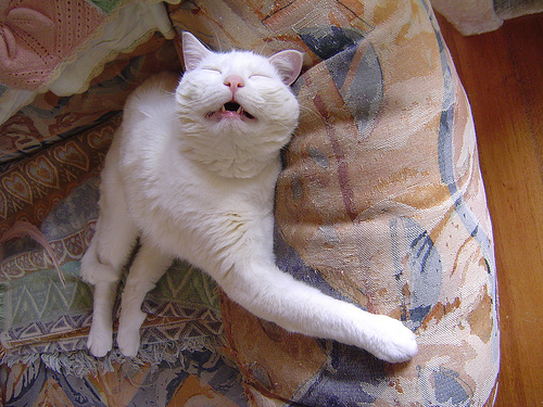 Коты, кошки, котята