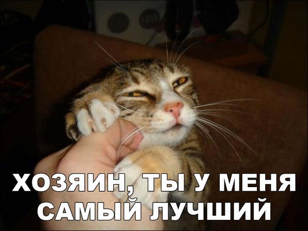 Мохнатые беспредельщики