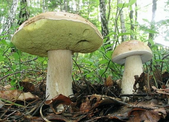 Лучшие грибные места мира