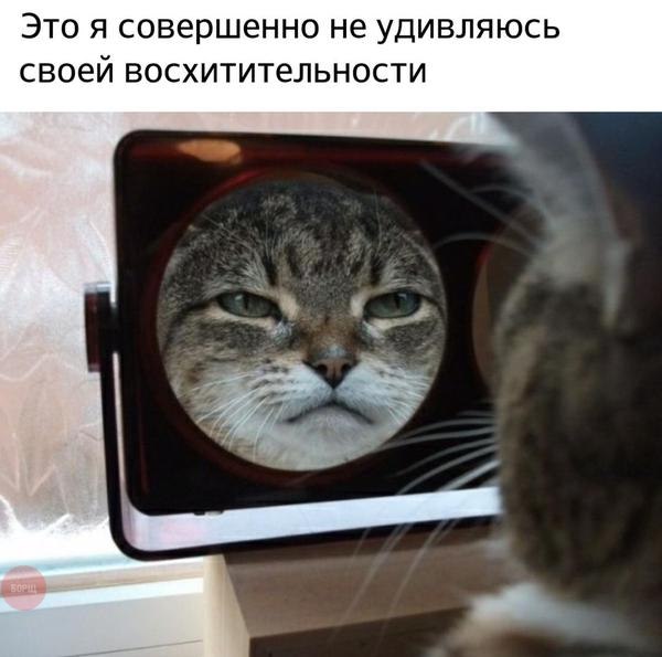 Прикольные животные
