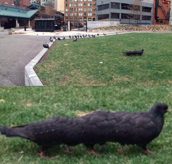 Мастера панорамного фото