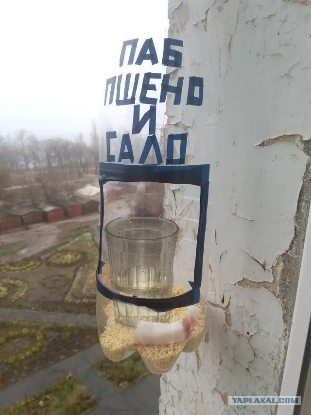 Паб "Пшено и сало"
