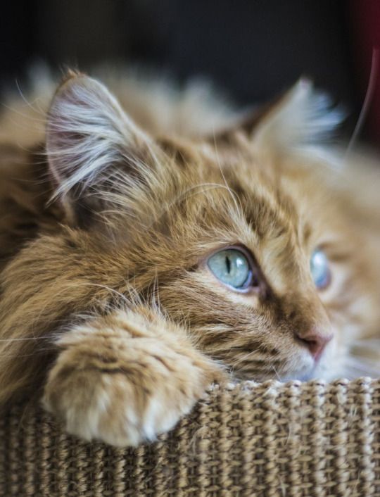 Коты из сети