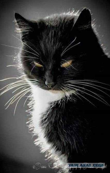 Котовторник
