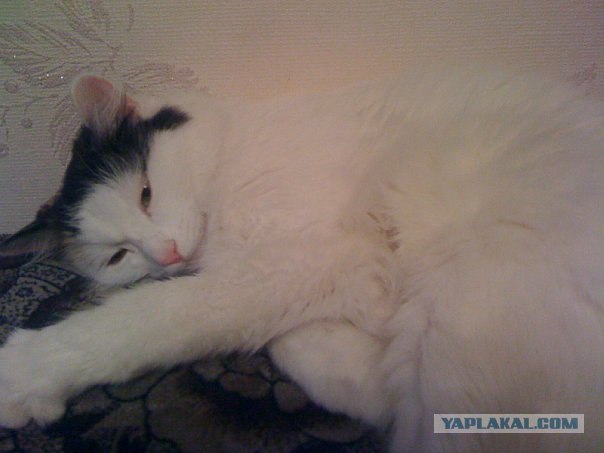 Кошкины истории со счастливым концом
