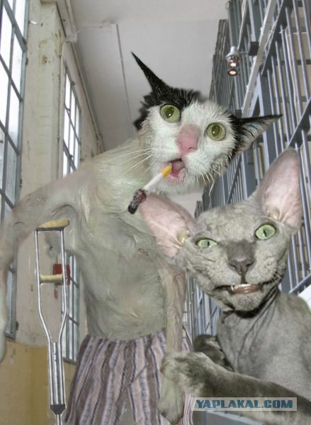 Котейко в отпуске