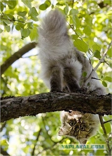 Котовторник так котовторник!