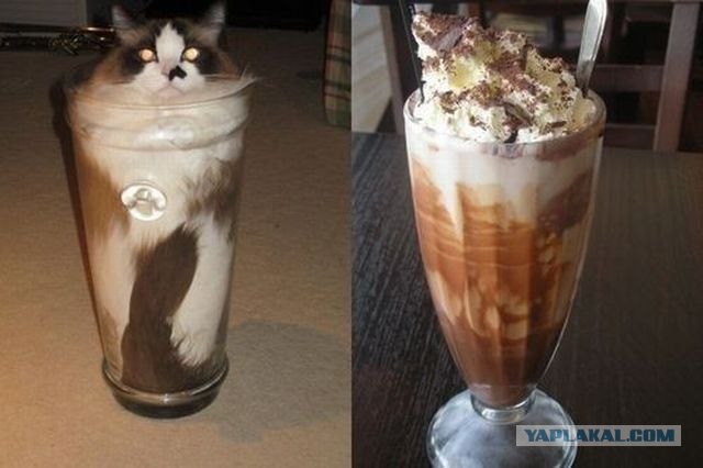 Котовторник (10.01.2012)