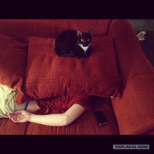 Котовторник  21.08.12