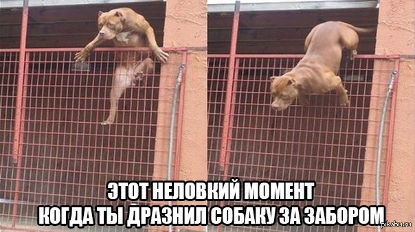 Бык не разочаровал...
