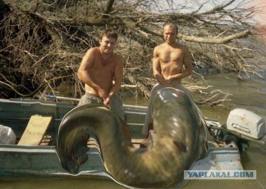 Жабим Улов