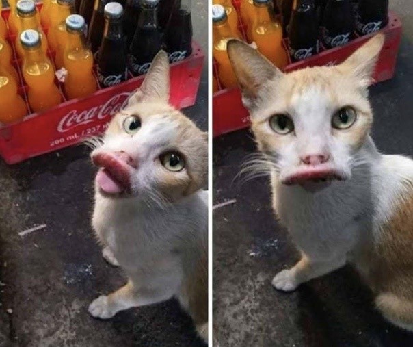 Пёсели, которых ужалила пчела