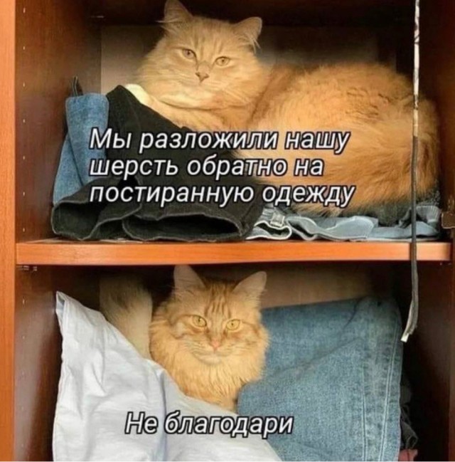 К котовторнику: подборка картинок-баянов с котиками и про котиков. Выпуск 5