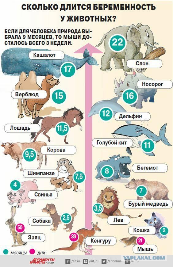 Немного бесполезной инфографики