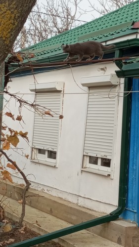 Прошу совет, по кошке