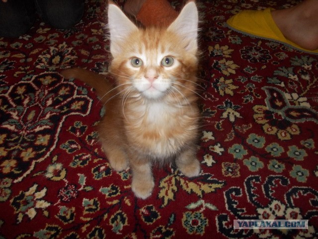 Котовторник на 24.09.2013г