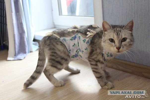 Спасение кошки и 4 котят