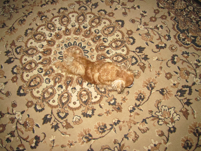 Собакочетверг на 02.01.2014