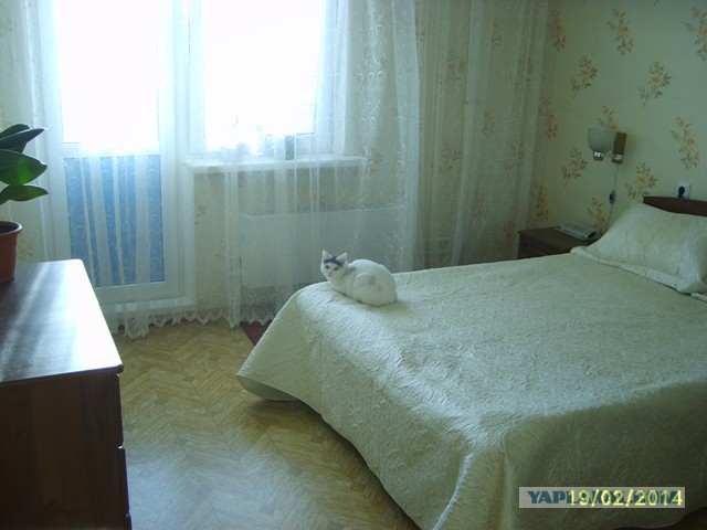 Котовторник 25.02.2014