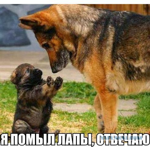 Веселые картинки? а так же комментарии)