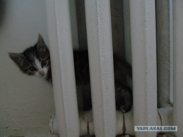 Котовторник 24.06.2014