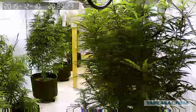 За что я люблю китайцев