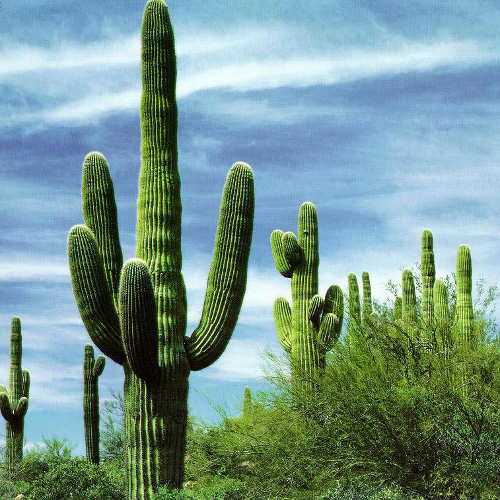 Отчет о путешествии в  Перу