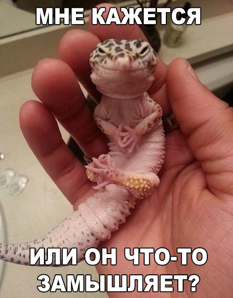 Картинки и демотиваторы